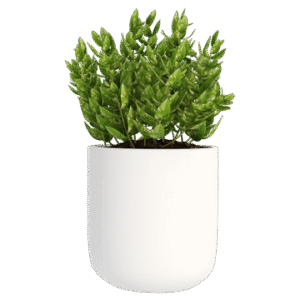 Outdoor & Garden